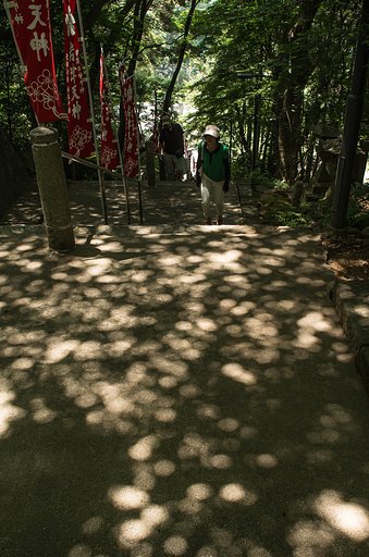 【フリー】木漏れ日