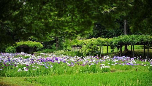 6月8日の写真