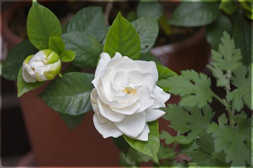 くちなしの花