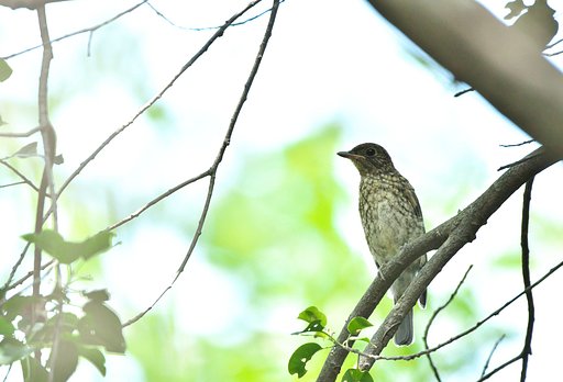 オオルリ♀雛