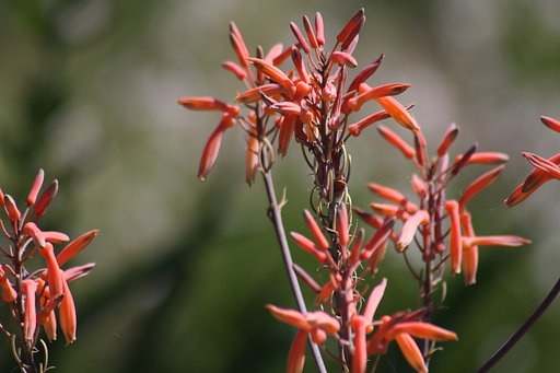 アロエの花