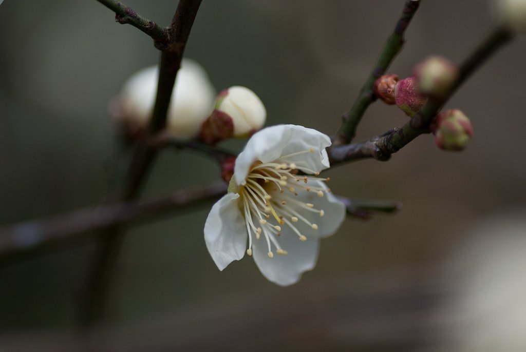 梅の花。