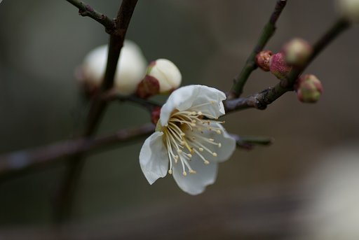 梅の花。