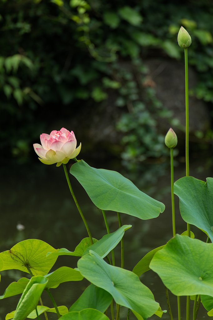 EF100-400mm F4.5-5.6 L IS USM