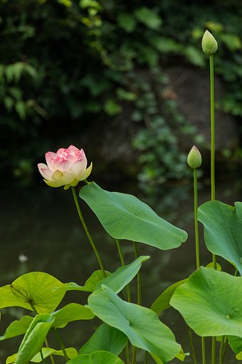 EF100-400mm F4.5-5.6 L IS USM