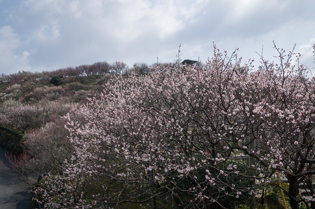 梅の山