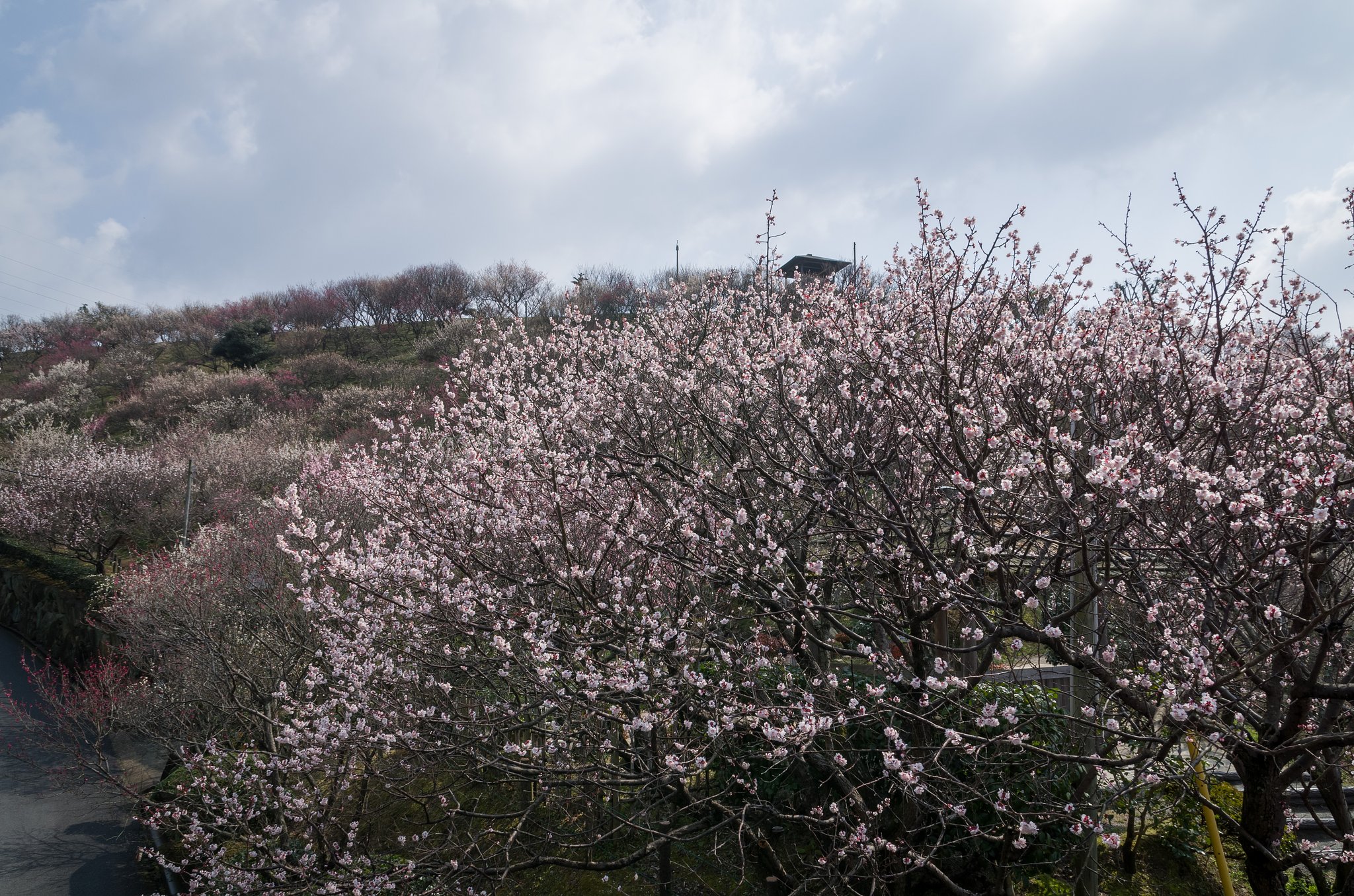 梅の山