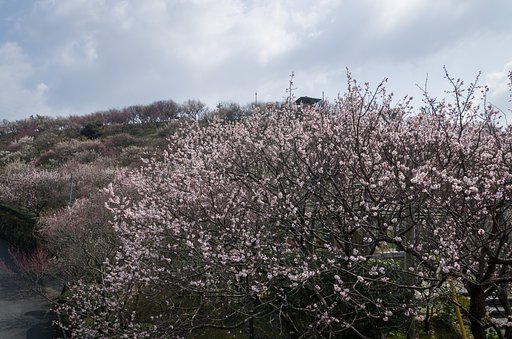 梅の山