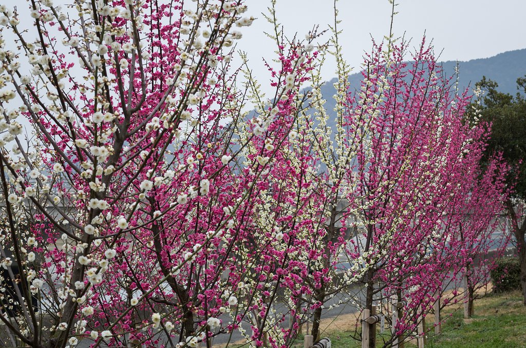 河岸