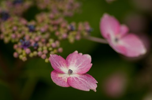 PENTAX-D FA MACRO 100mmF2.8 