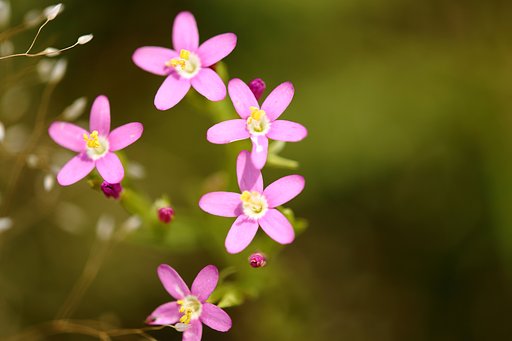 可愛い花
