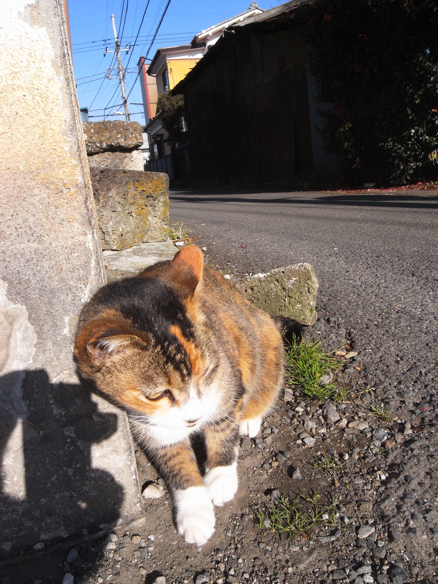 たまに出会う猫さん