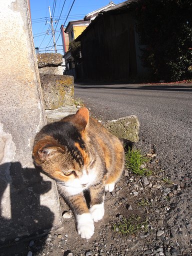 たまに出会う猫さん