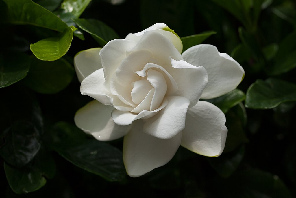 EF100mm F2.8 L MACRO IS USM