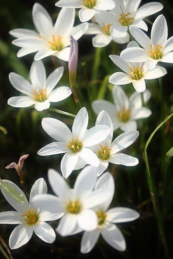 タマスダレ開花