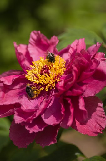 PENTAX-D FA MACRO 100mmF2.8 