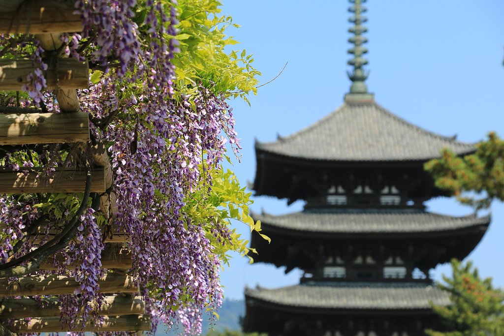 藤と五重塔