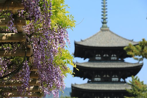 藤と五重塔