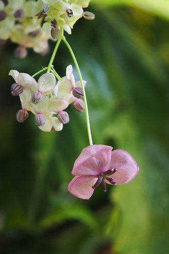 木通（アケビ）の花