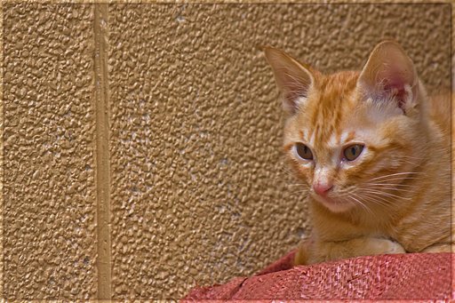 【フリー】今朝の茶トラ子猫