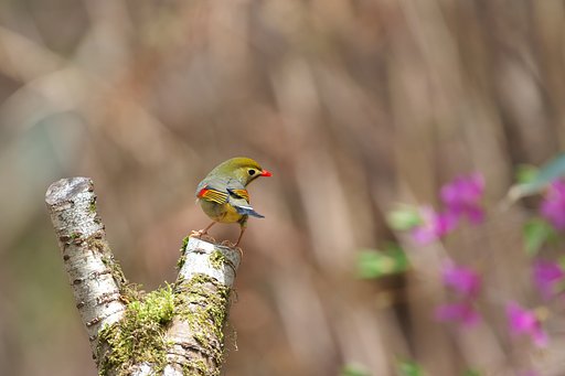 煩いソウシチョウ