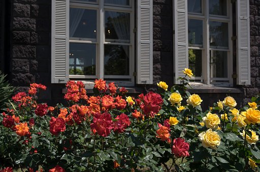 旧古河庭園の薔薇