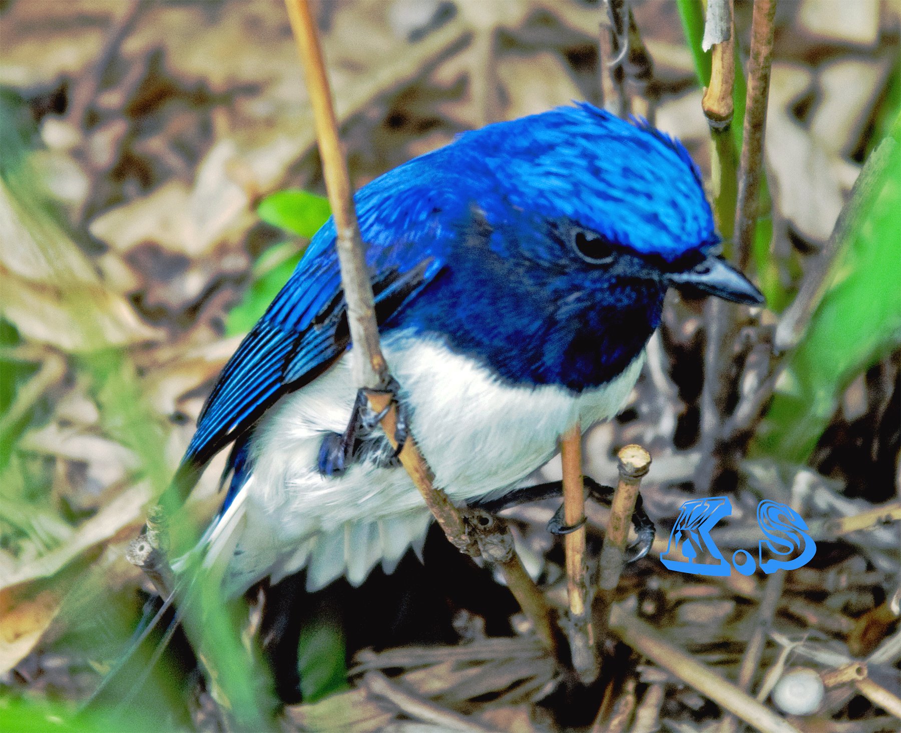鳥板の皆様、はじめまして