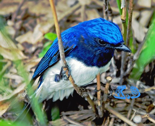 鳥板の皆様、はじめまして