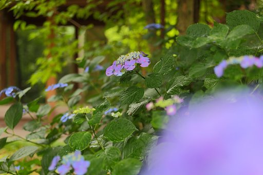 雨の中の紫陽花