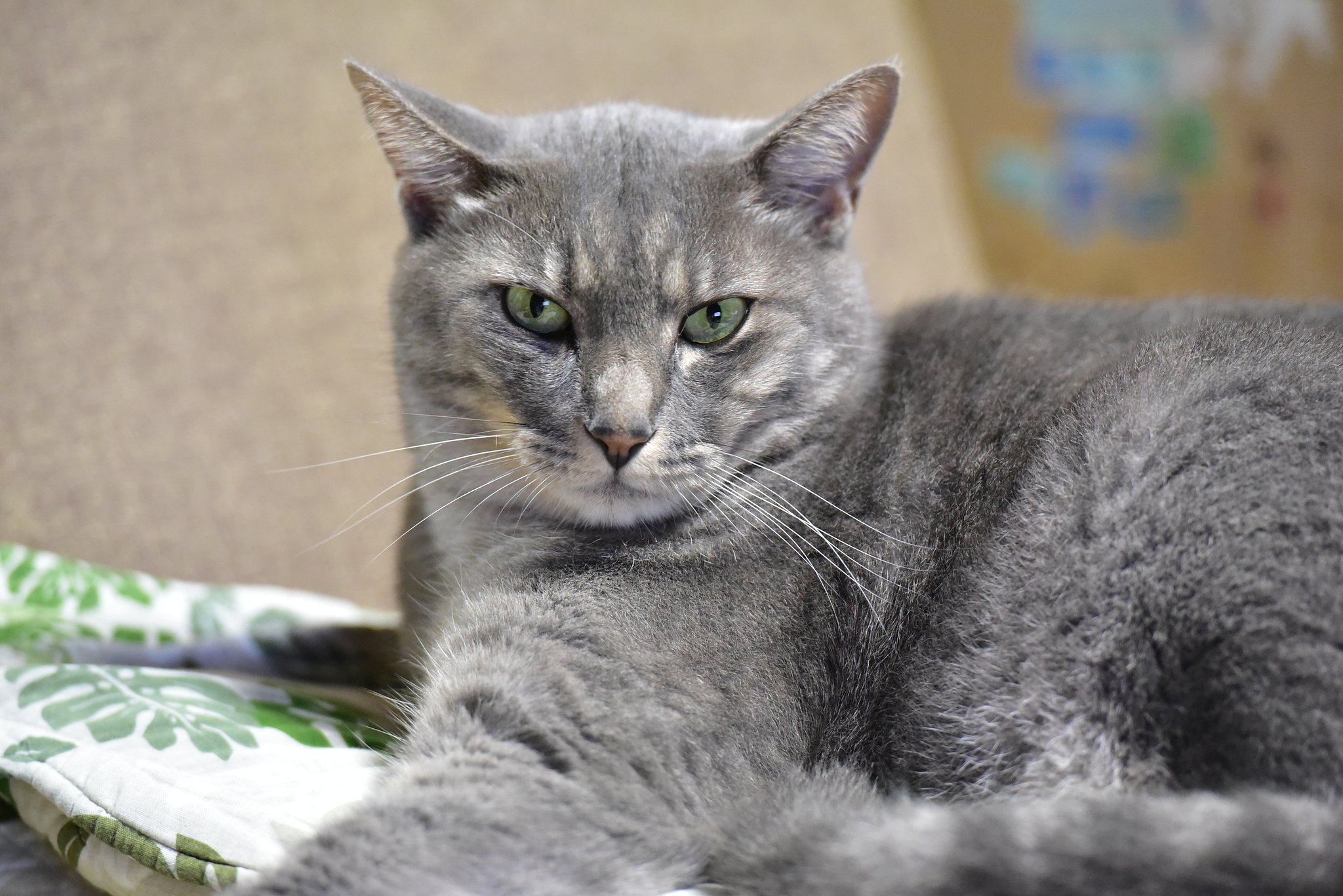 吾輩は猫である