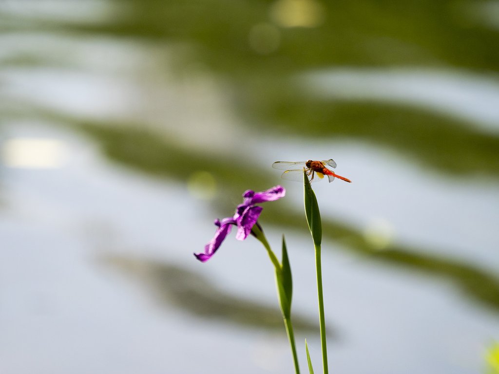 菖蒲とトンボ