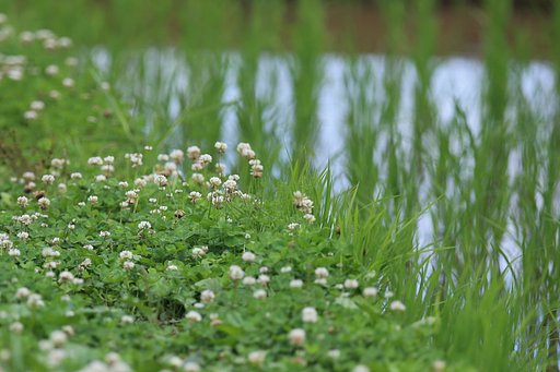 田の畦