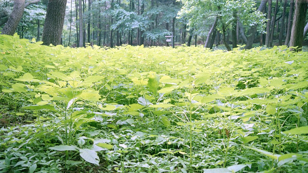 湿地に群生する植物