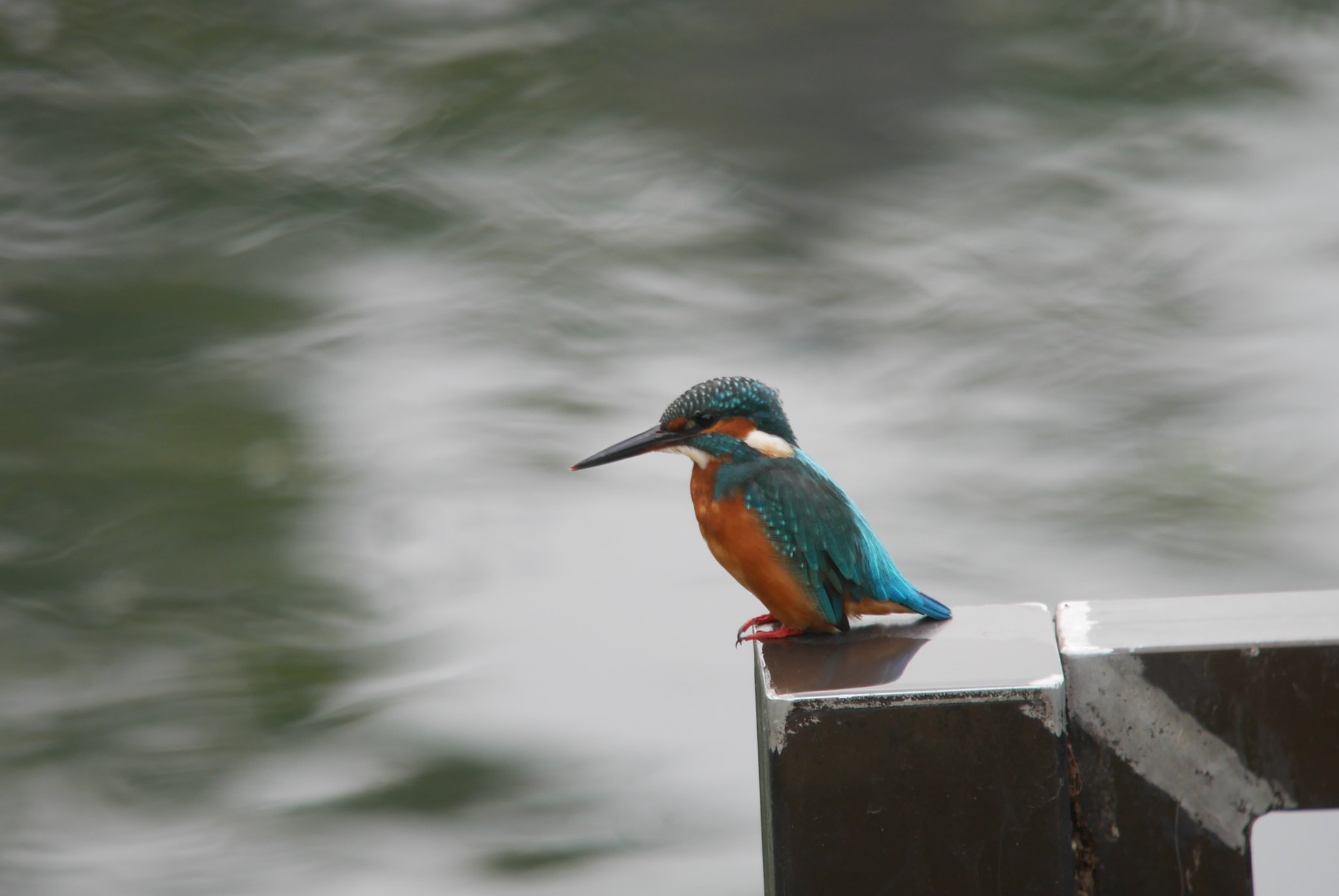 今日のカワセミ♪