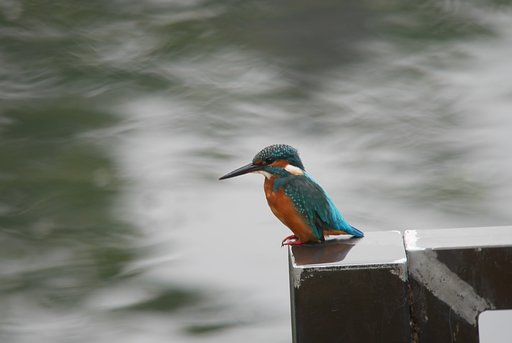 今日のカワセミ♪