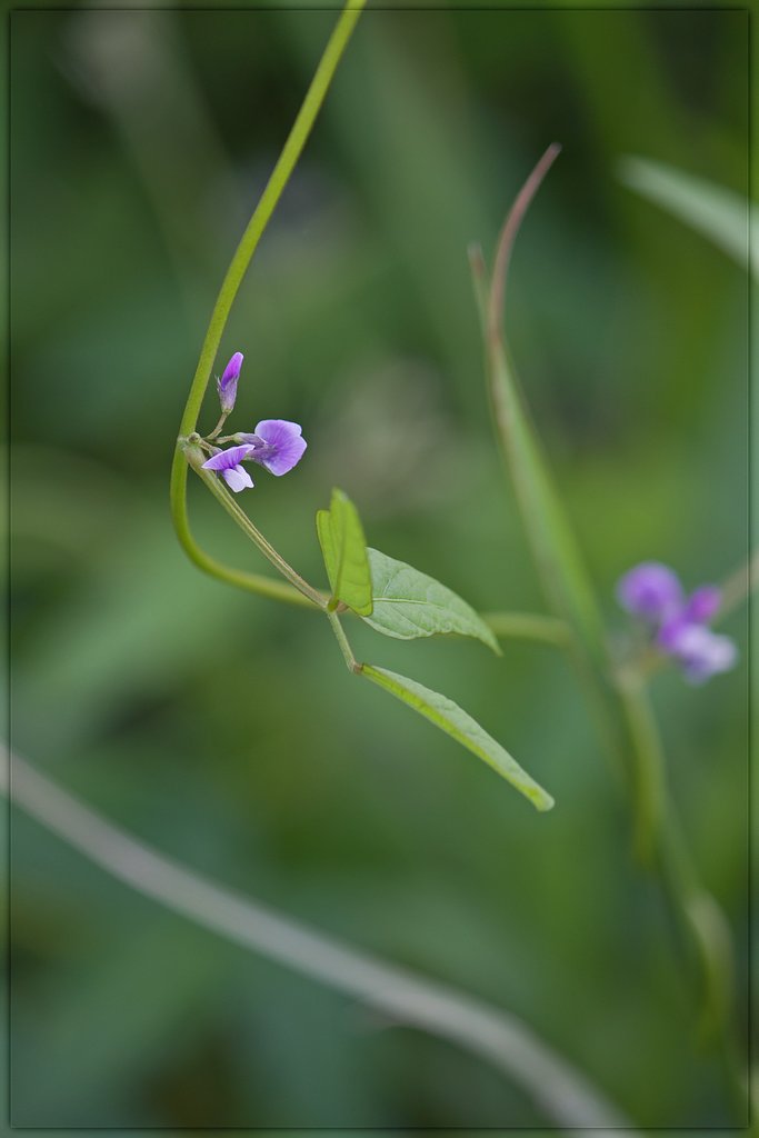 小さな野の花