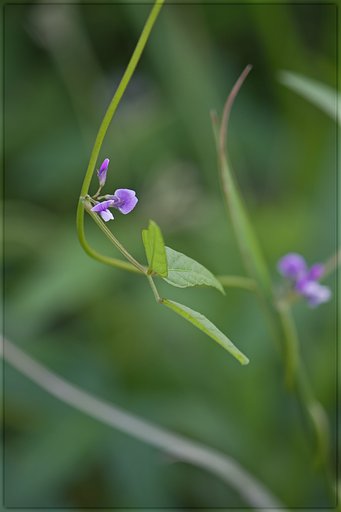 小さな野の花