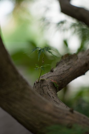 Ai NIKKOR 105mm F2.5