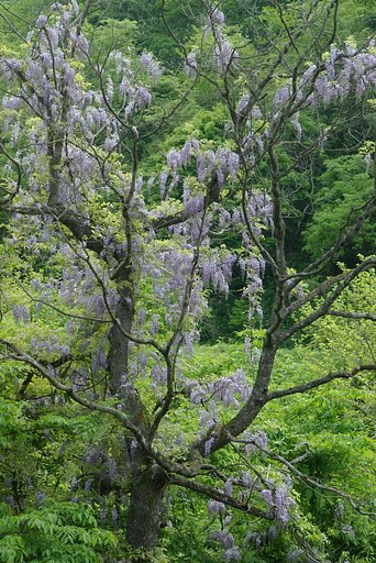野生のフジ