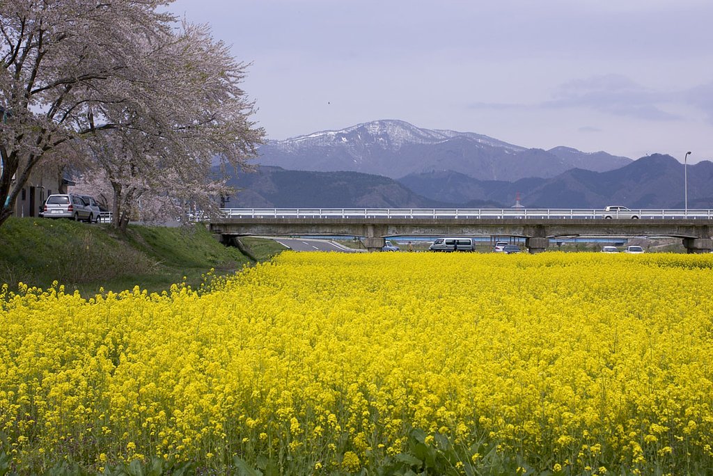 菜の花と桜