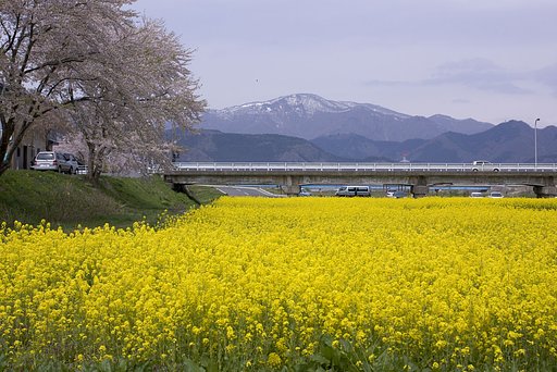 菜の花と桜