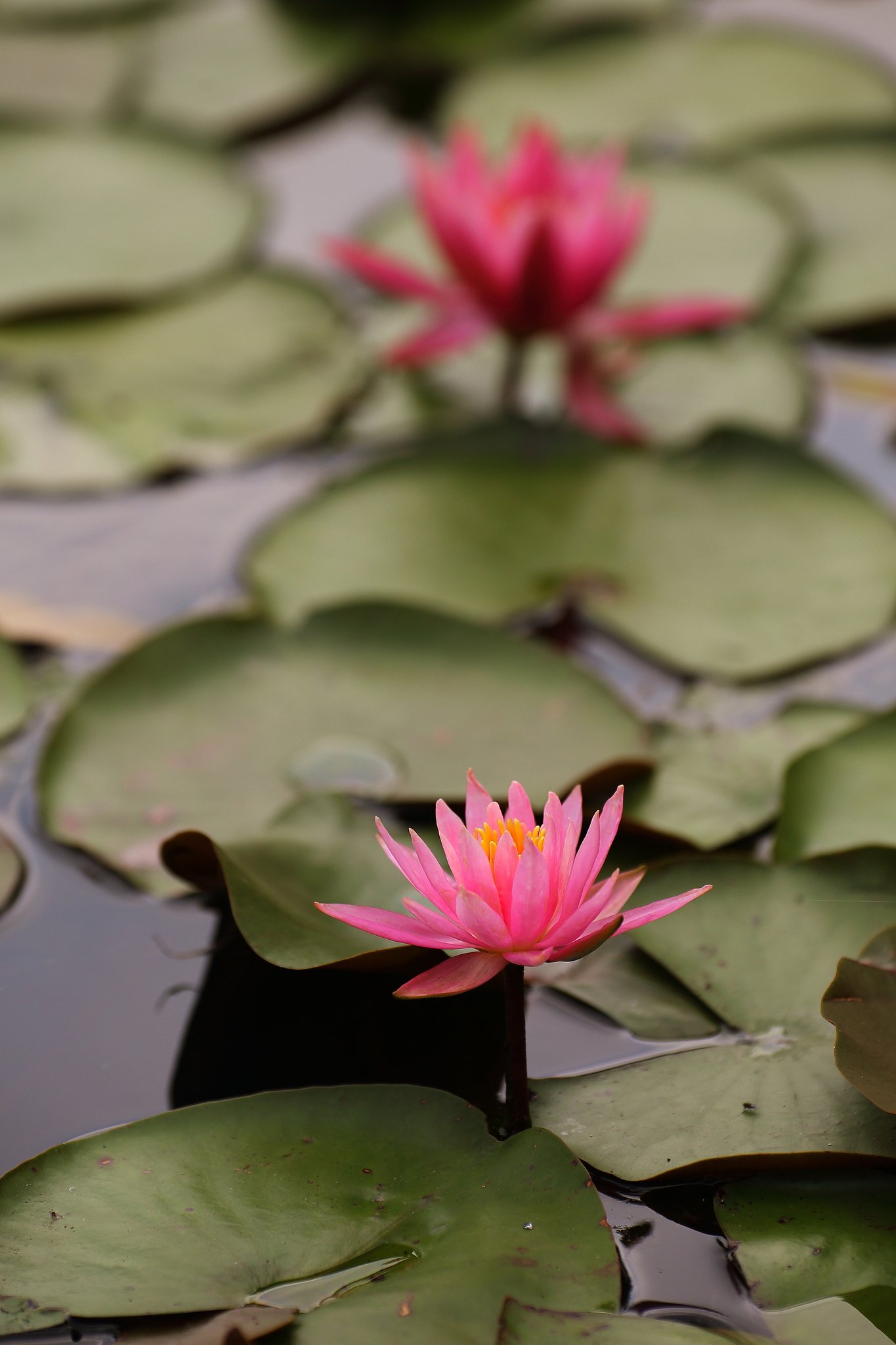 水蓮