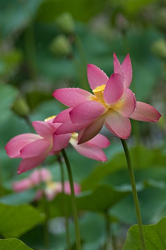 EF100-400mm F4.5-5.6 L IS USM
