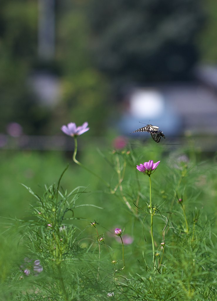 EF100 F2.8L macro IS 