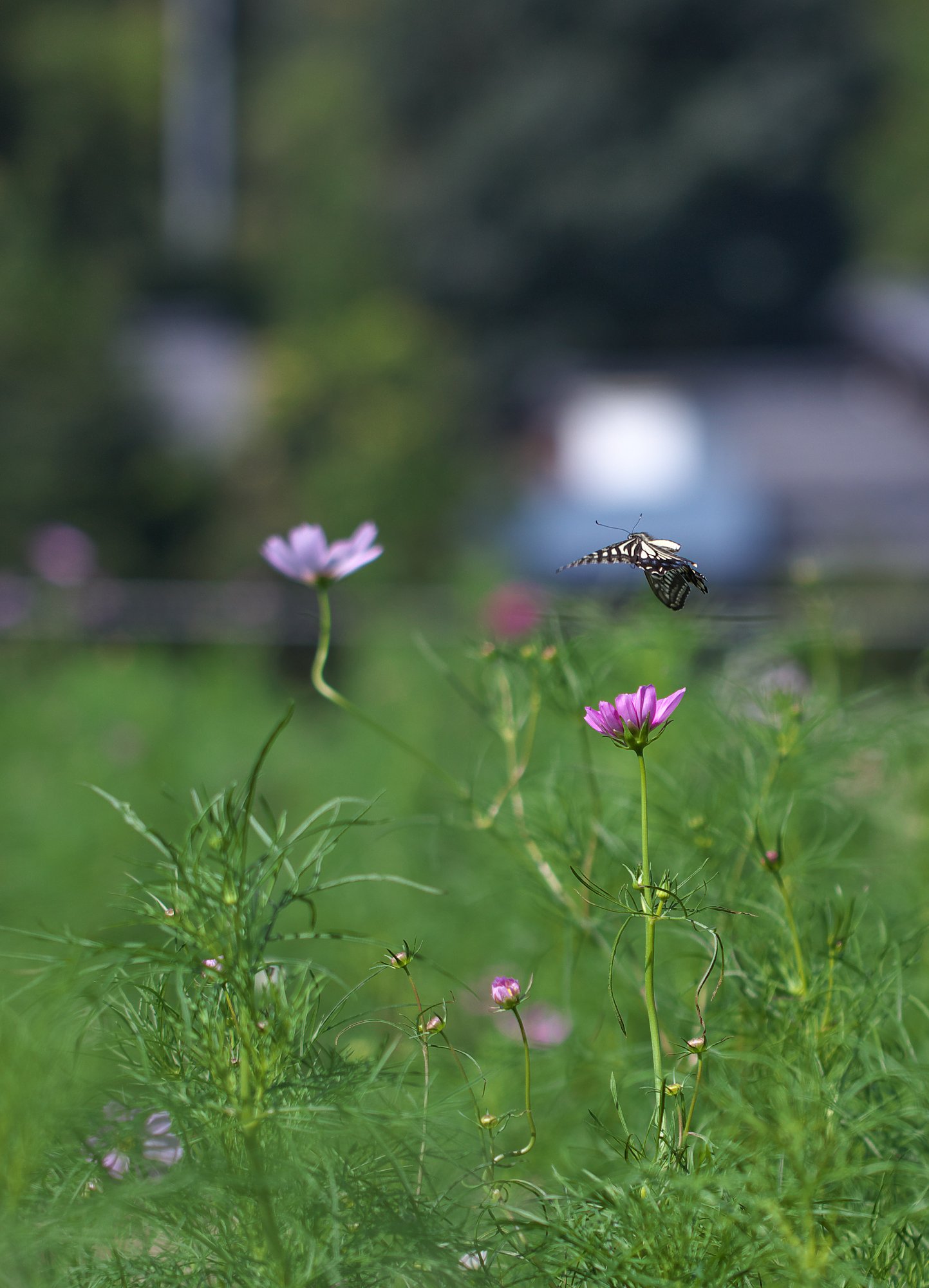 EF100 F2.8L macro IS 