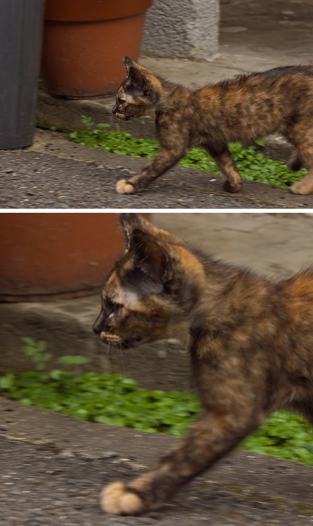  「子猫が歩く」ノイズは面白いなのテスト