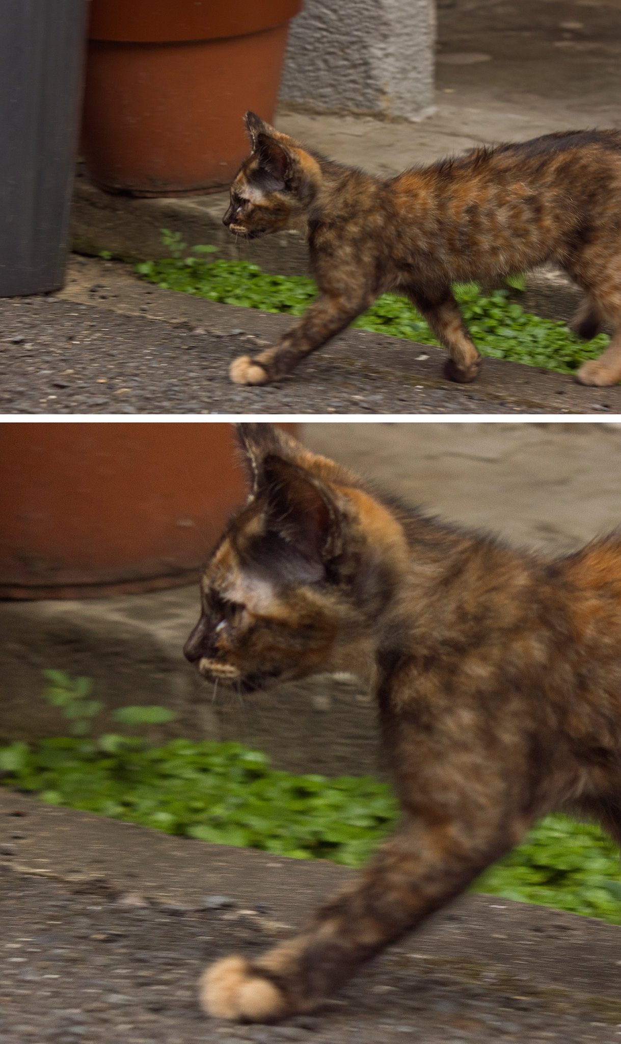  「子猫が歩く」ノイズは面白いなのテスト