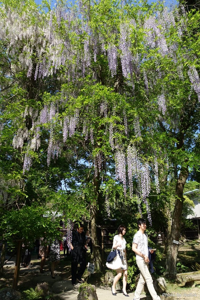 降り注ぐ
