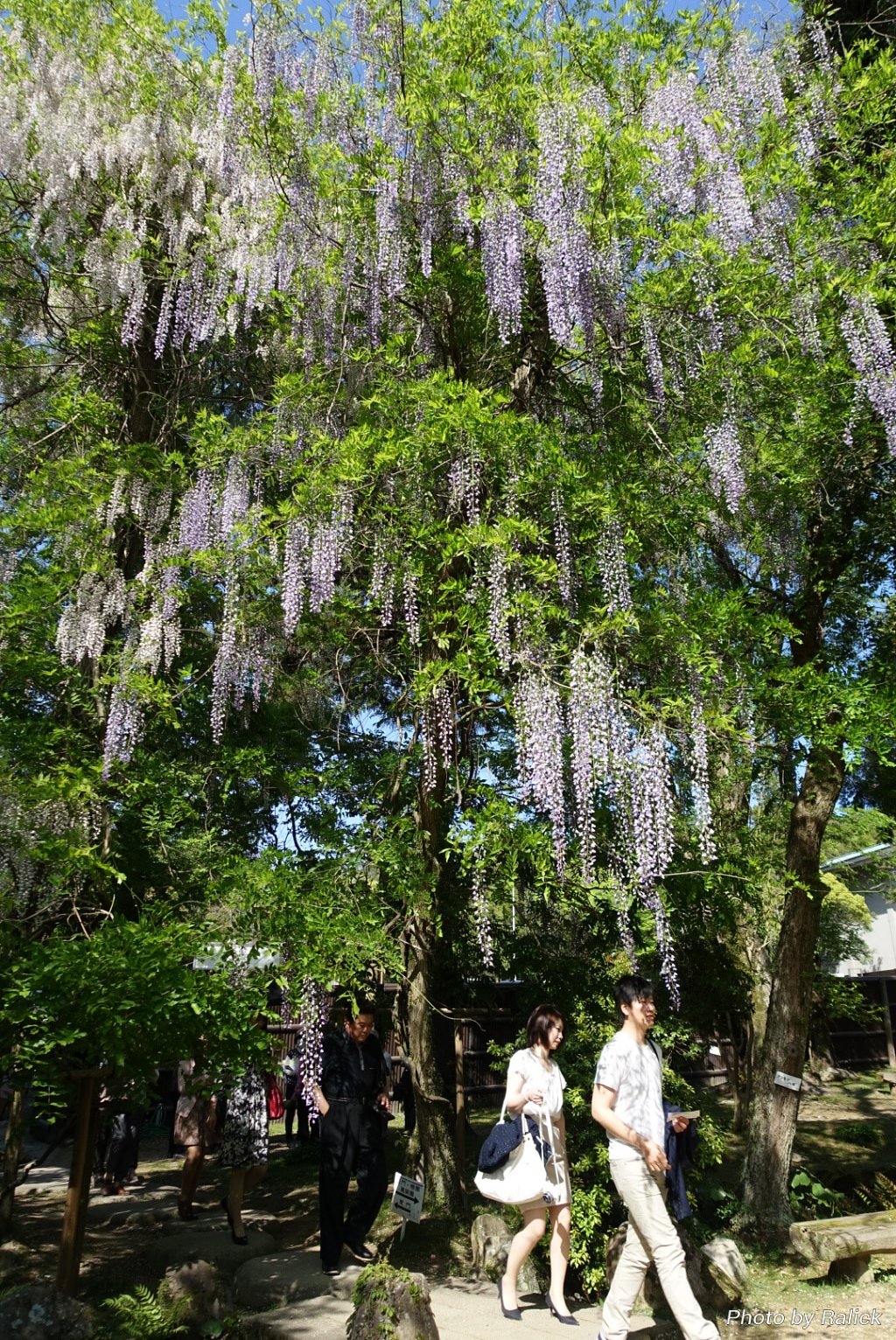 降り注ぐ