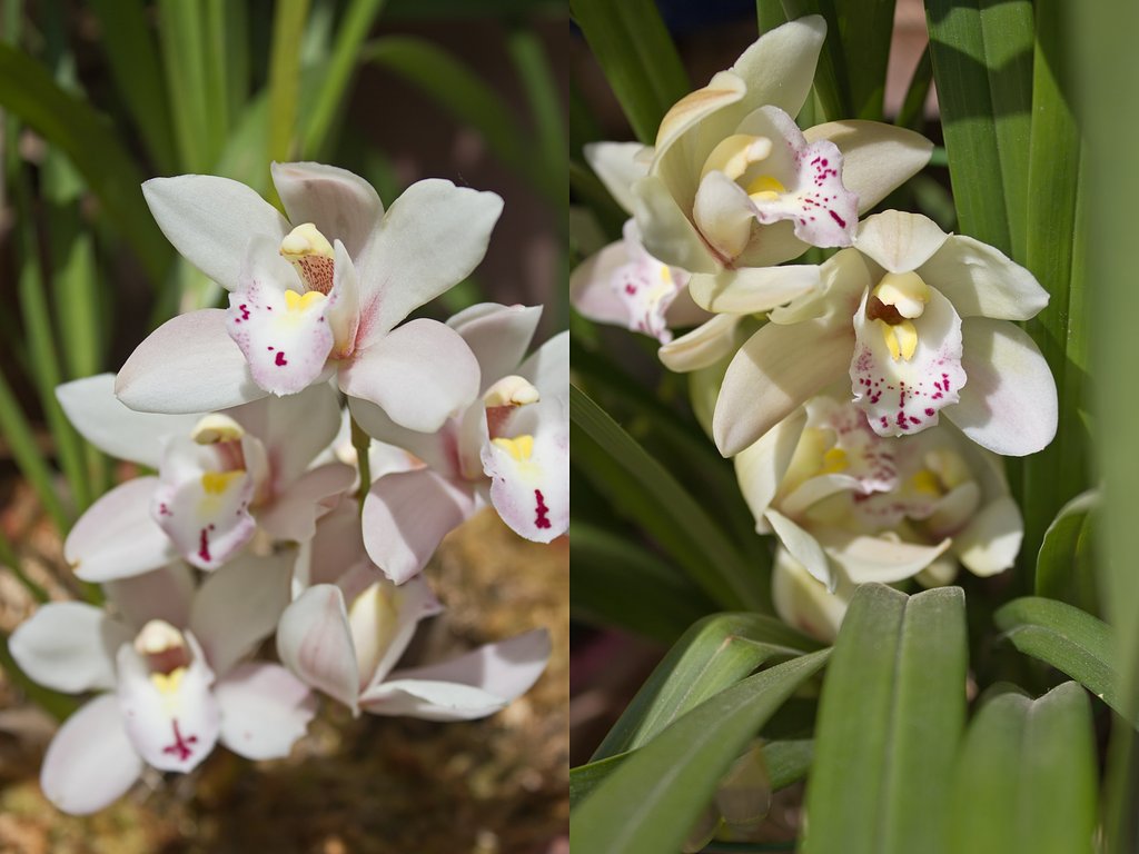 植え替えたシンビジウム